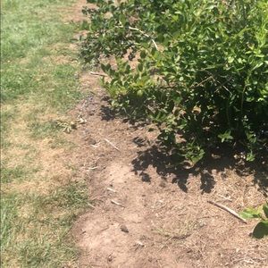 Meet your Posher, Haesook